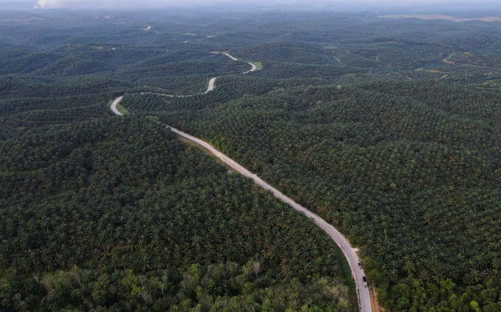 Emiten CPO (SMAR) Raih Kredit Jumbo dari BNI Rp3,84&nbsp;Triliun