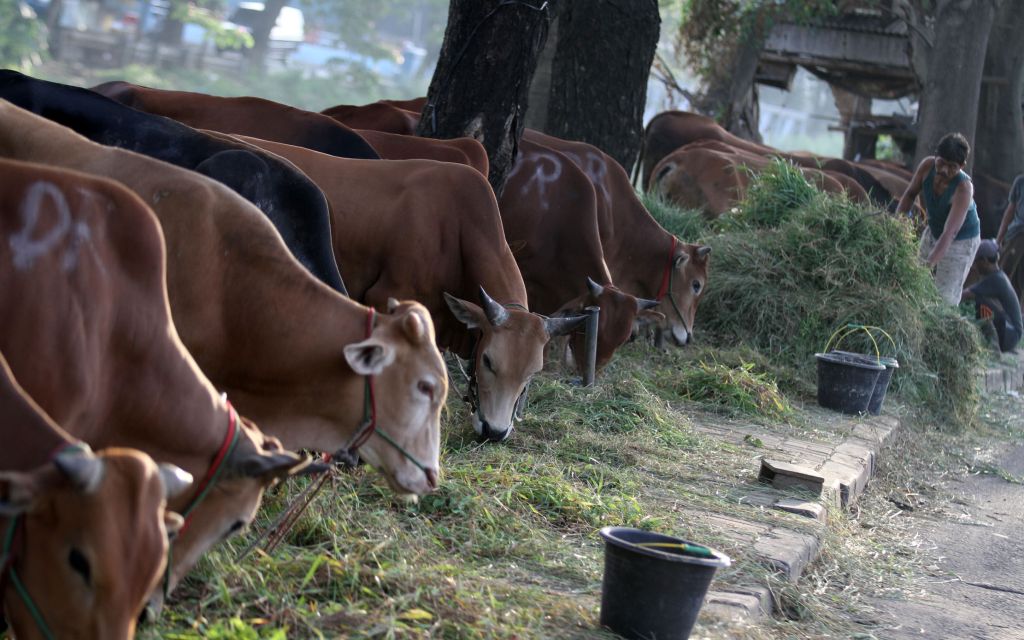 Iduladha Semakin Dekat, Perhatikan Syarat Hewan Kurban&nbsp;Ini