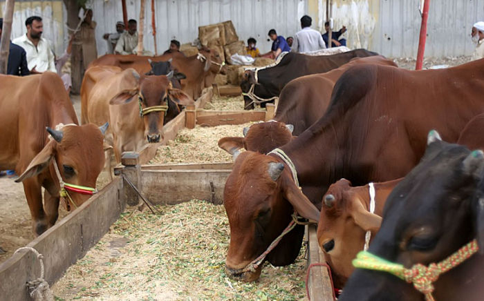 Apa Perbedaan Akikah dengan&nbsp;Kurban?